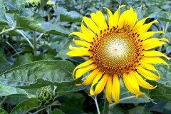 Deevana-Patong-Phuket-025.jpg