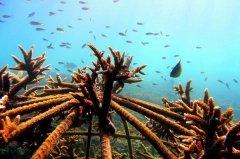 009-akaryn-samui-conservation.jpg